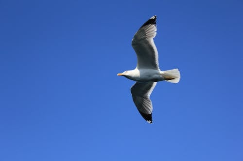 Free seagull Stock Photo