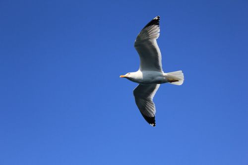 Free A seagull in flight against a clear blue sky in Istanbul, Turkey. Stock Photo