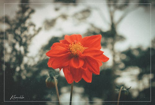 Ilmainen kuvapankkikuva tunnisteilla dalat, filmcolor, kauniit kukat