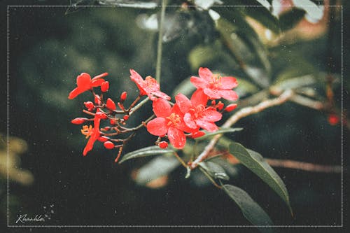 Photos gratuites de couleur du film, dalat, fausses fleurs