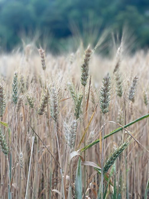 Foto stok gratis ladang gandum, lahan pertanian, merapatkan