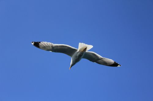 Free A seagull gracefully soars in the sky showcasing freedom and grace. Stock Photo