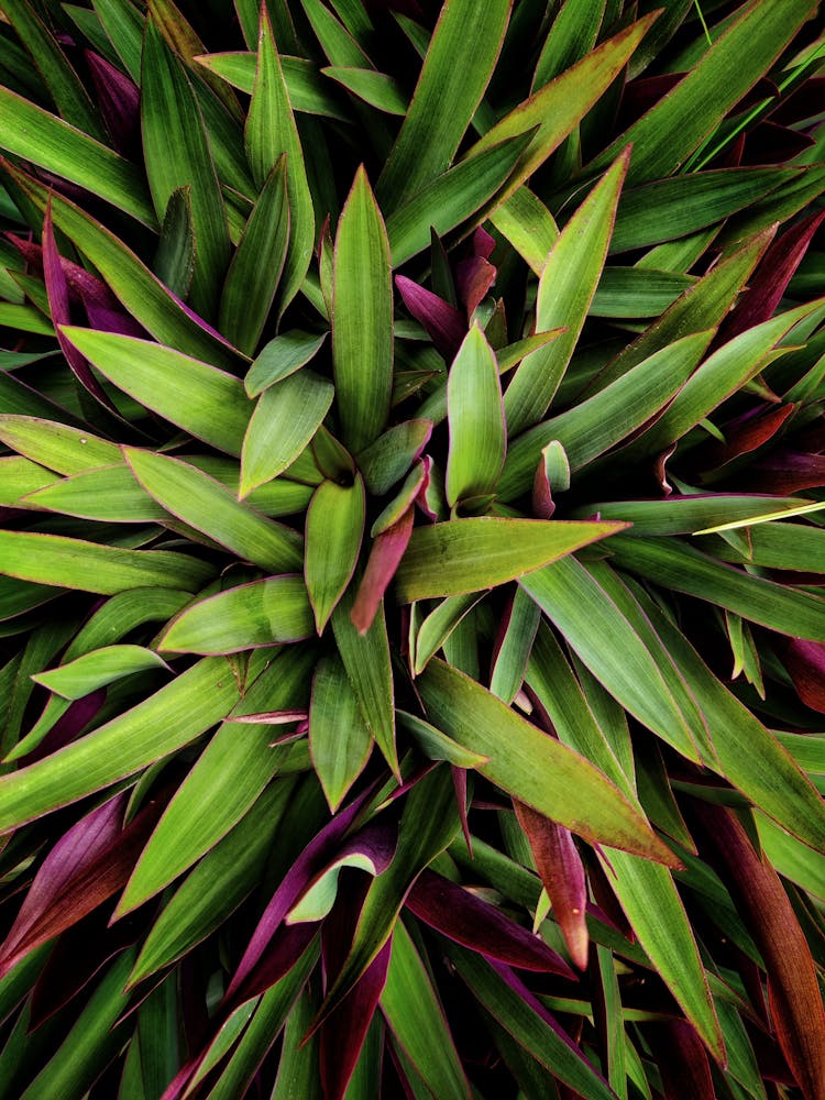 Green And Purple Leaves Of A Plant