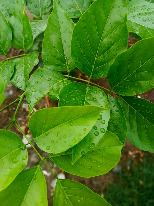 Close-Up Photograph of Wet Green Leaves