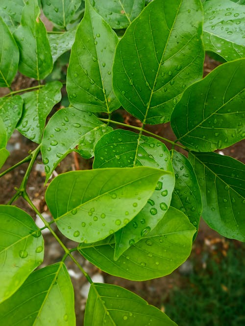 Foto d'estoc gratuïta de flora, fulles, gotetes d'aigua