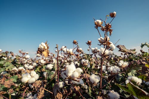 Základová fotografie zdarma na téma bavlna, farma, hřiště