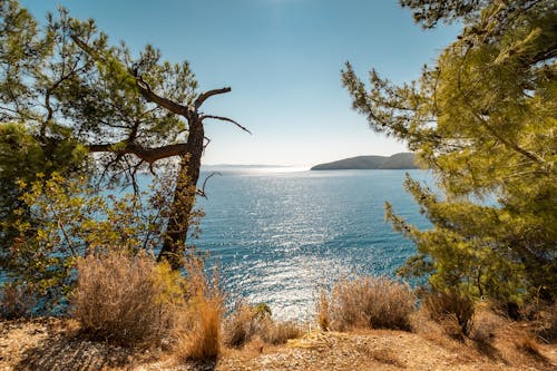 Trees on Coastline 