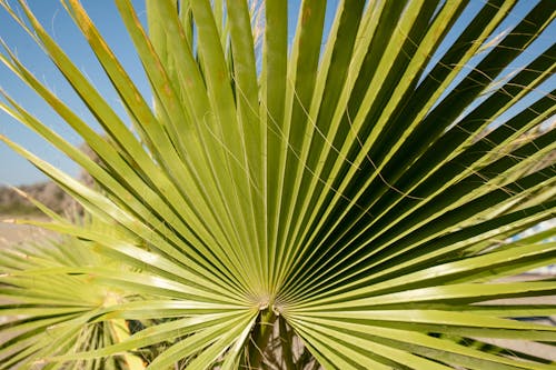 Palm leaf