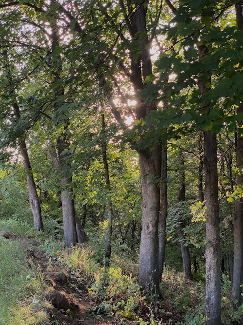 Foto stok gratis hutan lebat, hutan musim gugur