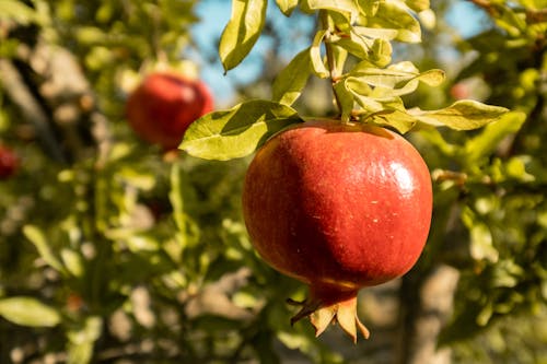 Základová fotografie zdarma na téma granátové jablko, listy, na stromu