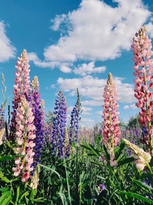 Purple and Pink Flowers in the Field