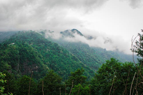 Green Trees on Mountain Under White Clouds
