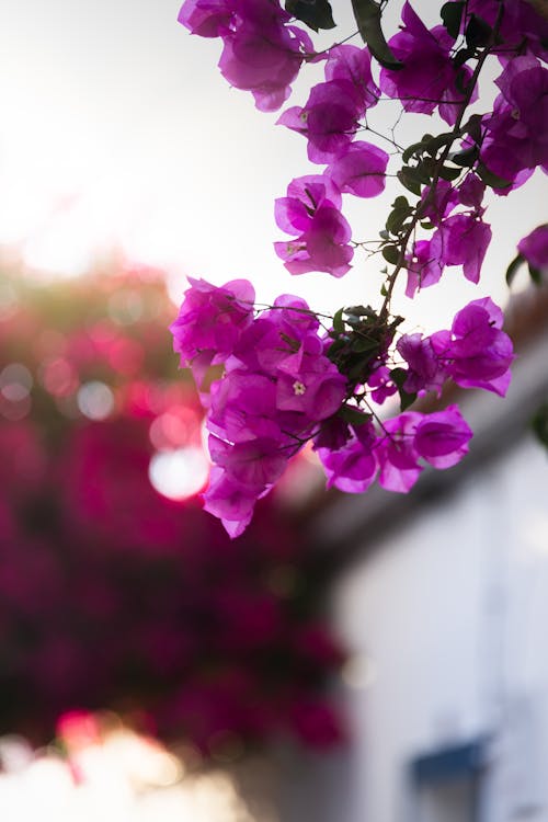 Kostenloses Stock Foto zu bokeh, bougainvillea, flora