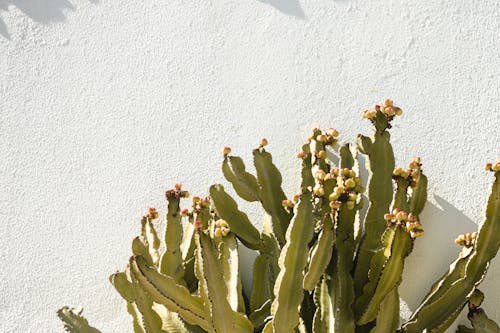 Beyaz duvar, bitki, bitki örtüsü içeren Ücretsiz stok fotoğraf