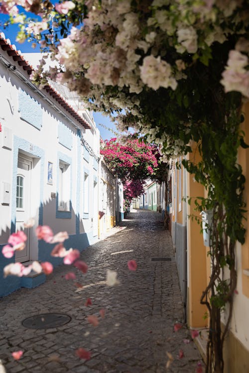 거리, 건물, 꽃의 무료 스톡 사진