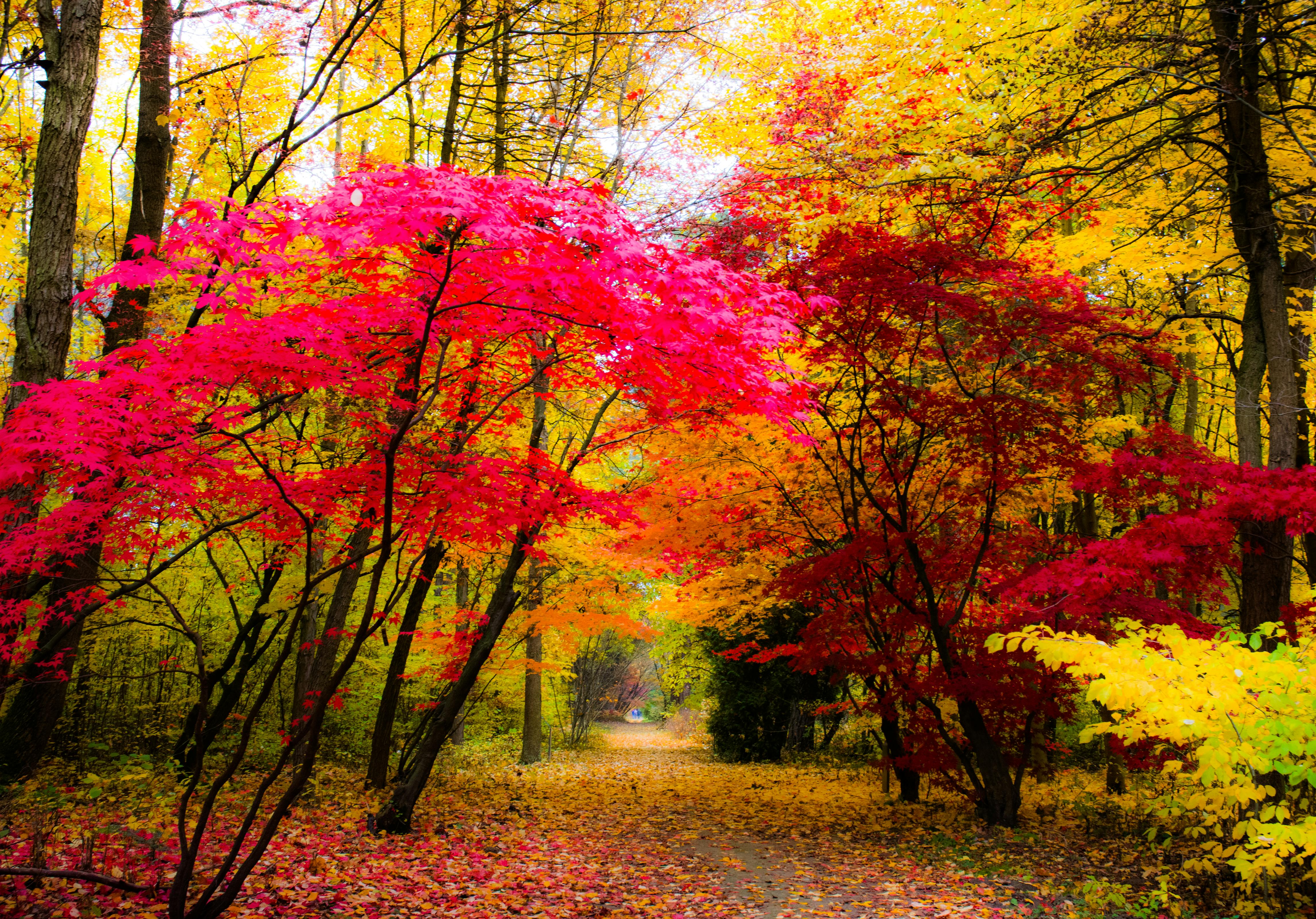 Free stock photo of colors, colors of autumn, trees