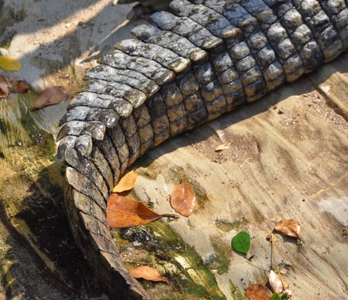 Kostnadsfri bild av alligator, djur, djurpark