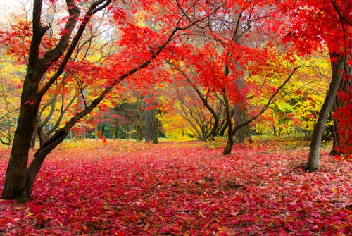 Gratis stockfoto met bomen, herfstkleuren, kleuren