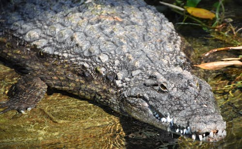 Kostenlos Kostenloses Stock Foto zu amphibie, krokodil, nahansicht Stock-Foto