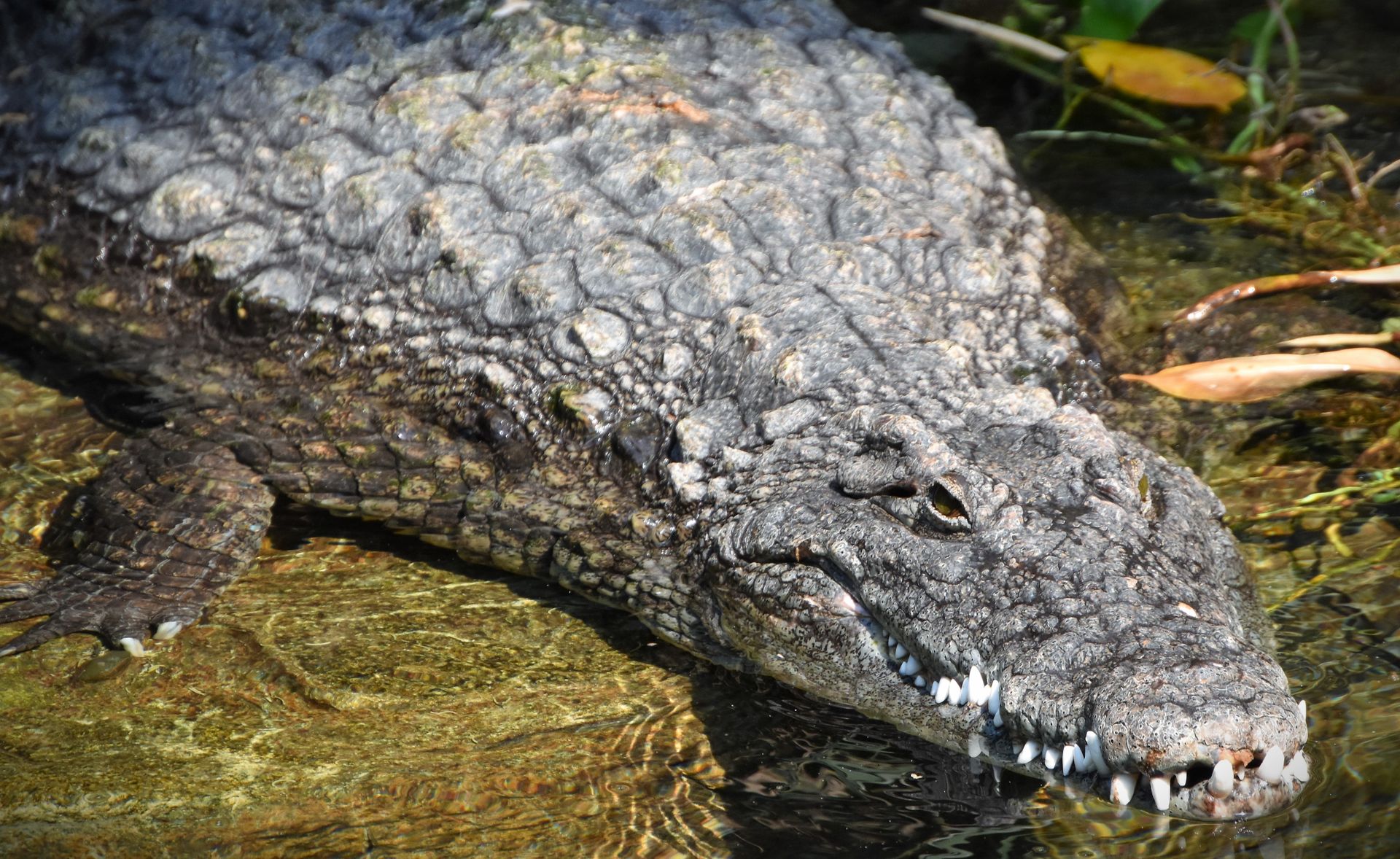 Photograph of a Crocodile