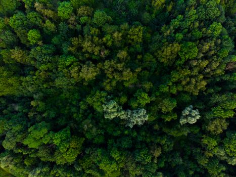 A breathtaking aerial view of a dense green forest with lush foliage creating a natural and vibrant landscape.