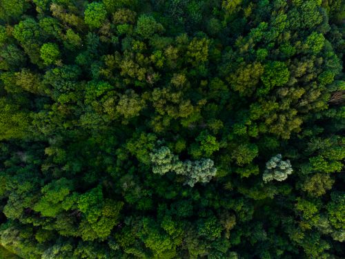 Free A breathtaking aerial view of a dense green forest with lush foliage creating a natural and vibrant landscape. Stock Photo