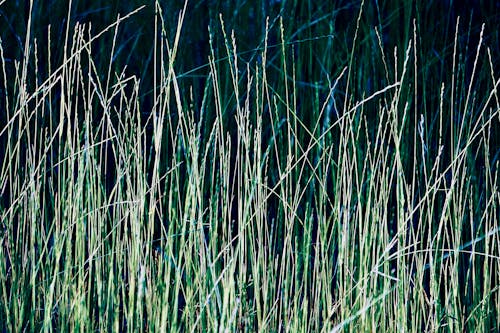 Free Green Grass Field in Close-up Shot Stock Photo