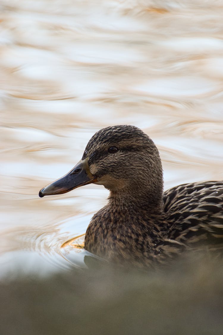 Mallard Duck On Water