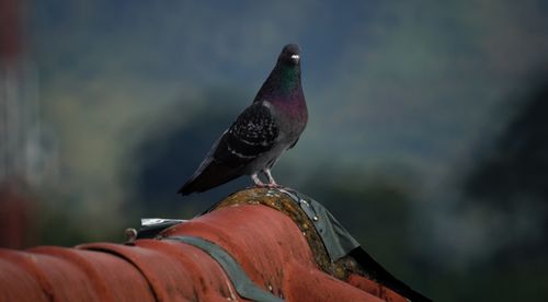 Free Close-up of a colorful pigeon standing on a terracotta roof against a blurred background. Stock Photo