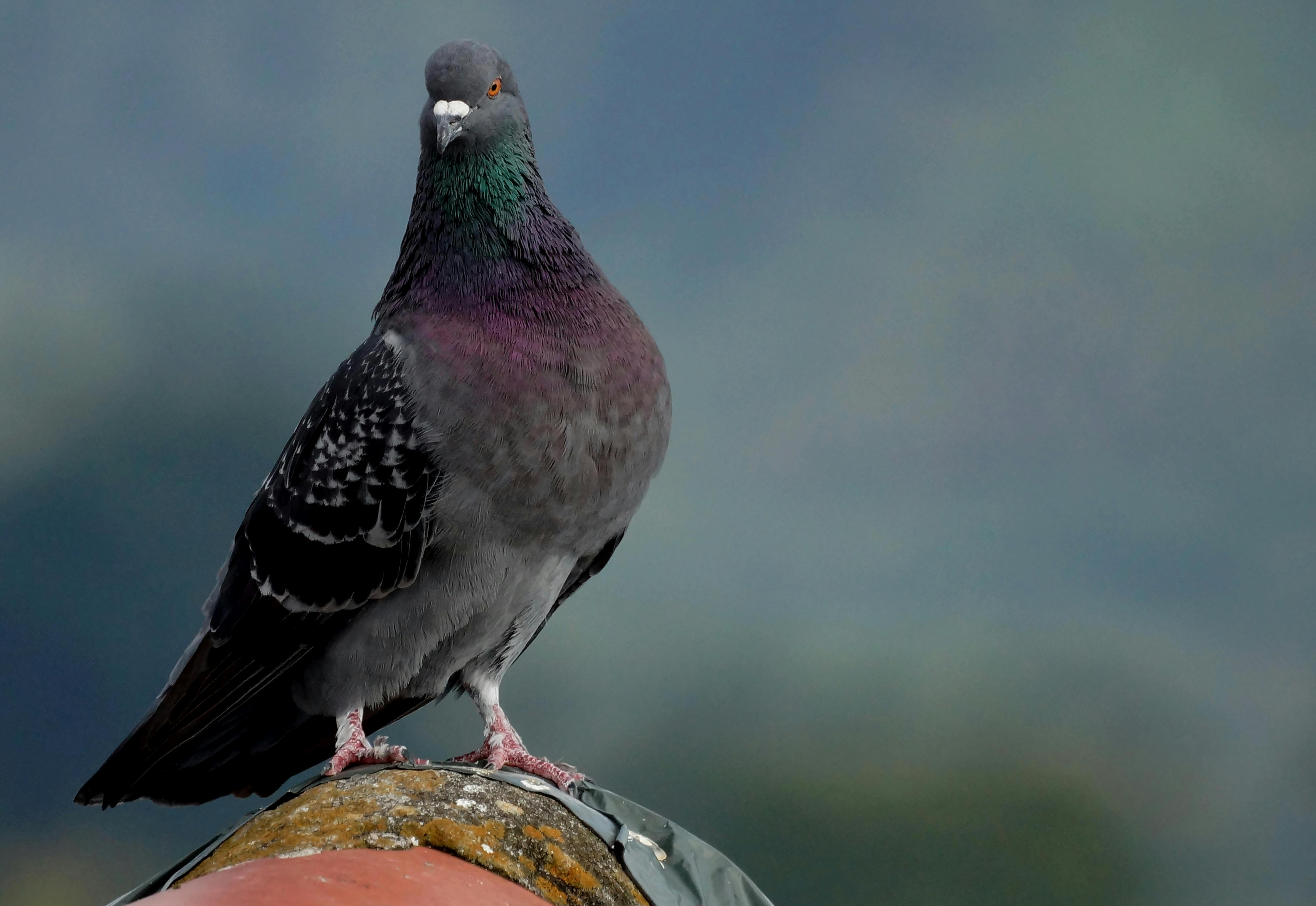 Free A close-up shot of a vibrant rock pigeon perched on a metal surface with a blurred background. Stock Photo