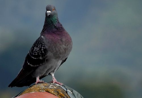 Free A close-up shot of a vibrant rock pigeon perched on a metal surface with a blurred background. Stock Photo