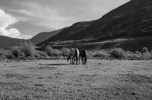 Free Peaceful countryside scene with horses grazing in a monochrome landscape. Stock Photo