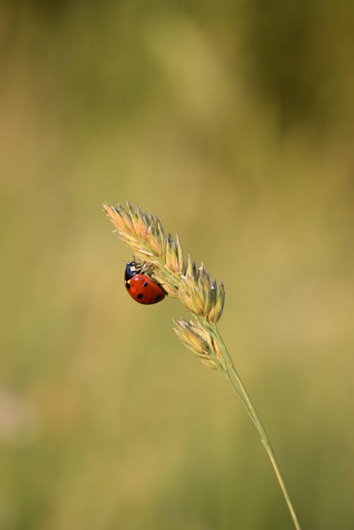 Gratis arkivbilde med anlegg, insekt, insektfotografering