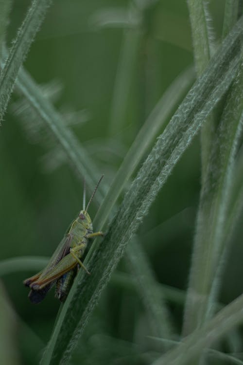 A Green Grasshopper on Green Leaf