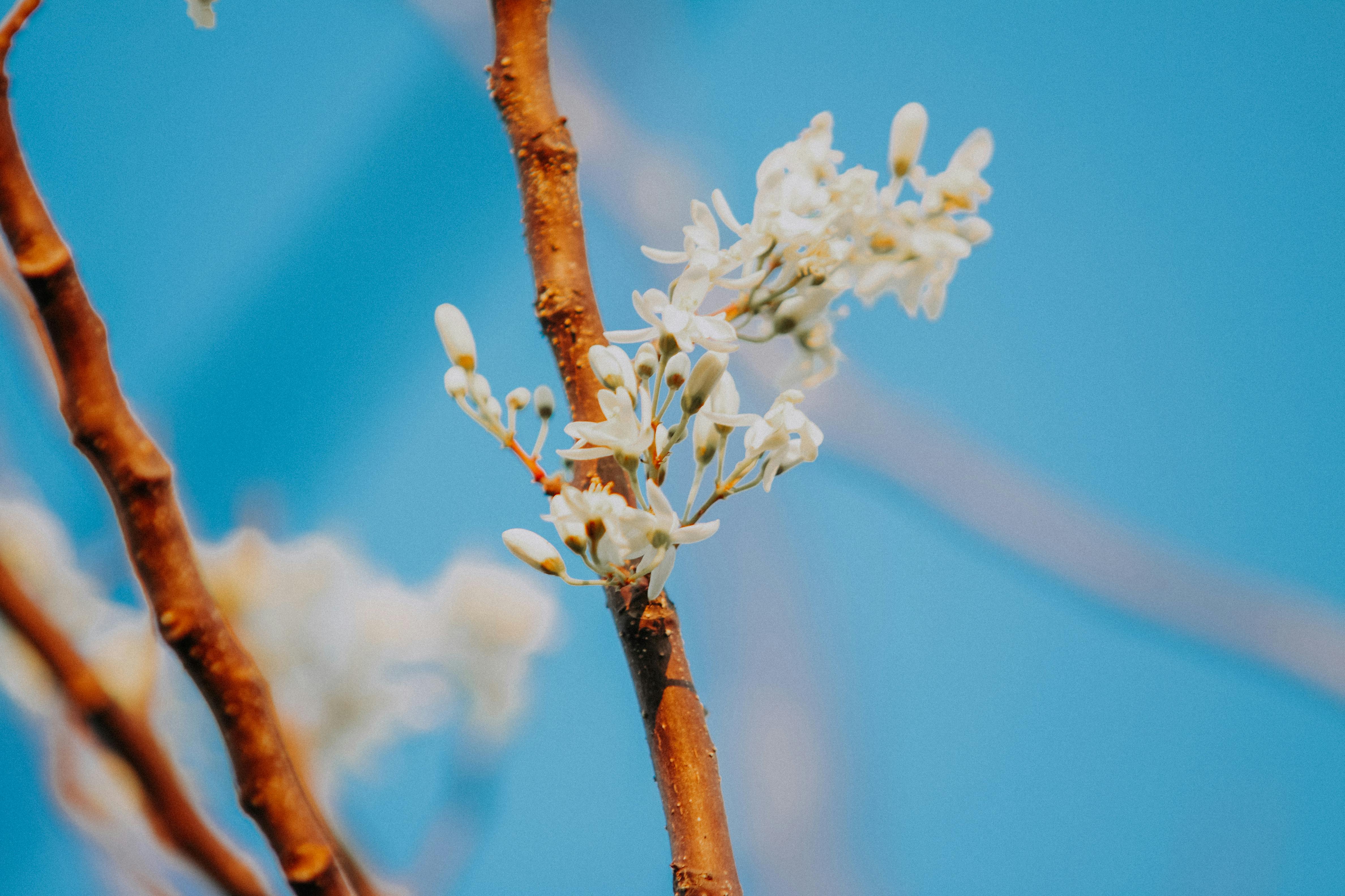 shallow focus photography of white flowers