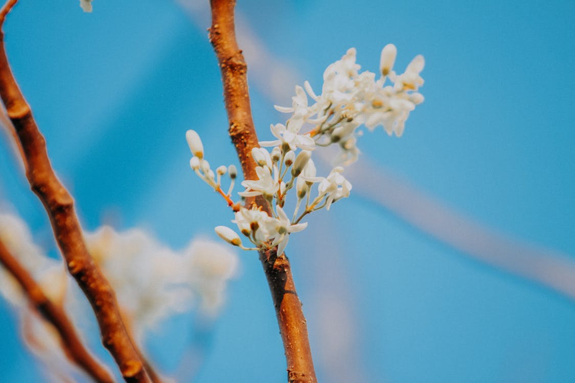 Fotografi Fokus Dangkal Bunga Putih