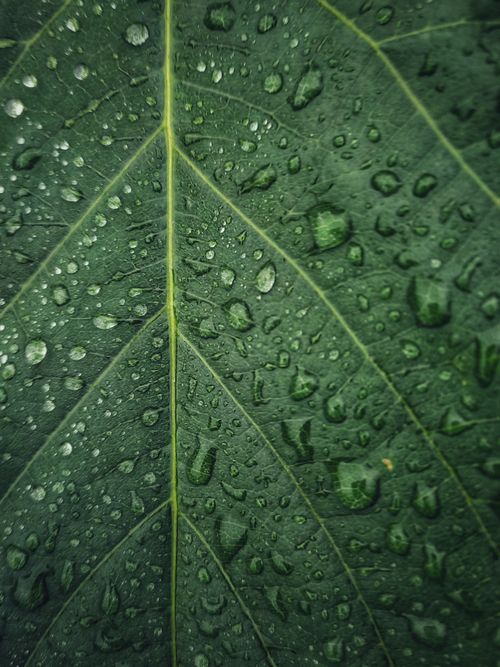 Free Detailed view of a green leaf covered in fresh water droplets, showcasing natural beauty. Stock Photo