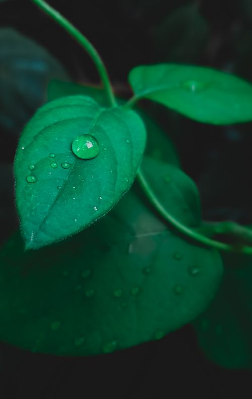 Free Vibrant green leaves covered with dew, showcasing nature's delicate details. Stock Photo