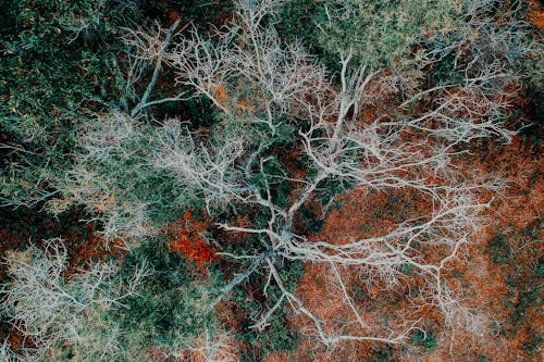 Imagine de stoc gratuită din arbori, cădere, creangă