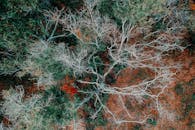 空中拍摄的秋天景象中，裸露的树枝在充满活力的树叶间展现出自然的图案