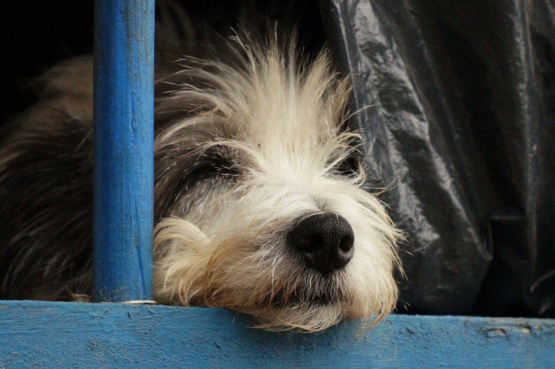 Une photo en gros plan d'un chien terrier