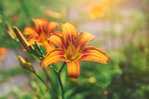 Free Close-Up Photograph of an Orange Day-Lily Stock Photo