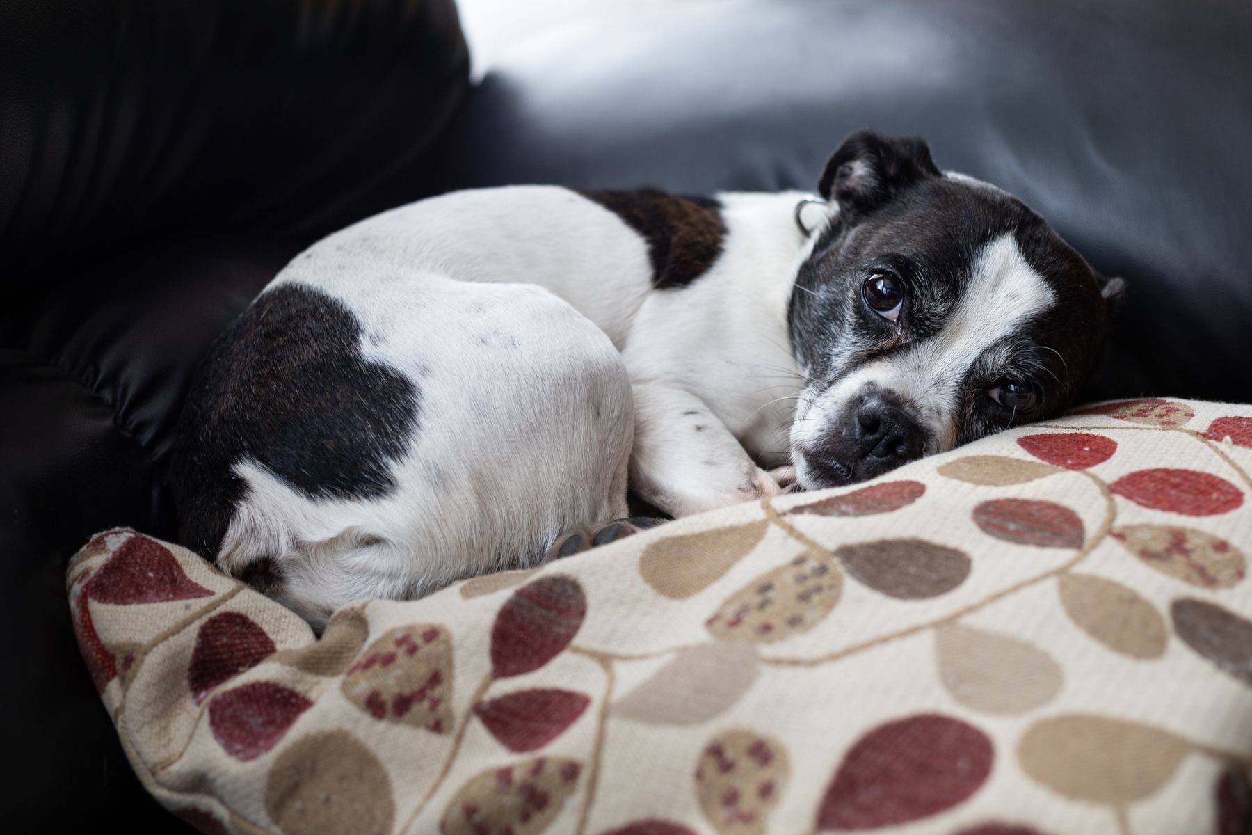Dog resting on a sofa with a patterned cushion
