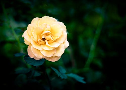 Free stock photo of beauty in nature, flowers, roses Stock Photo