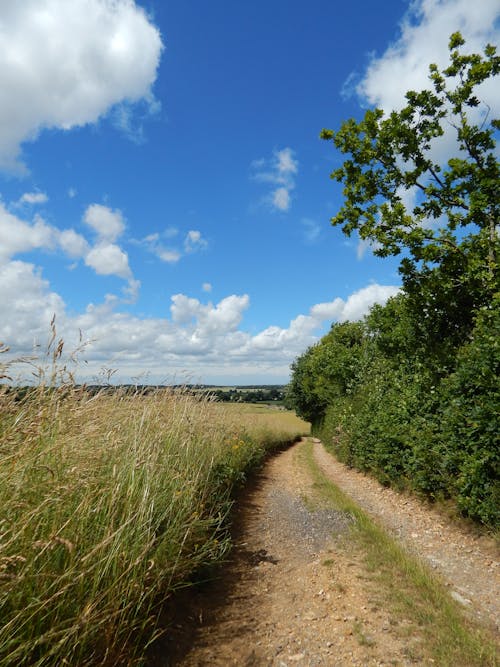 A Green Grass Field Under the Blue Sky