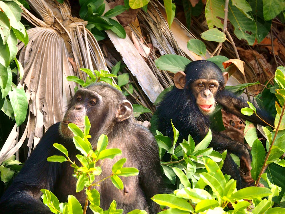 Free An Adult and Infant Chimpanzee Stock Photo