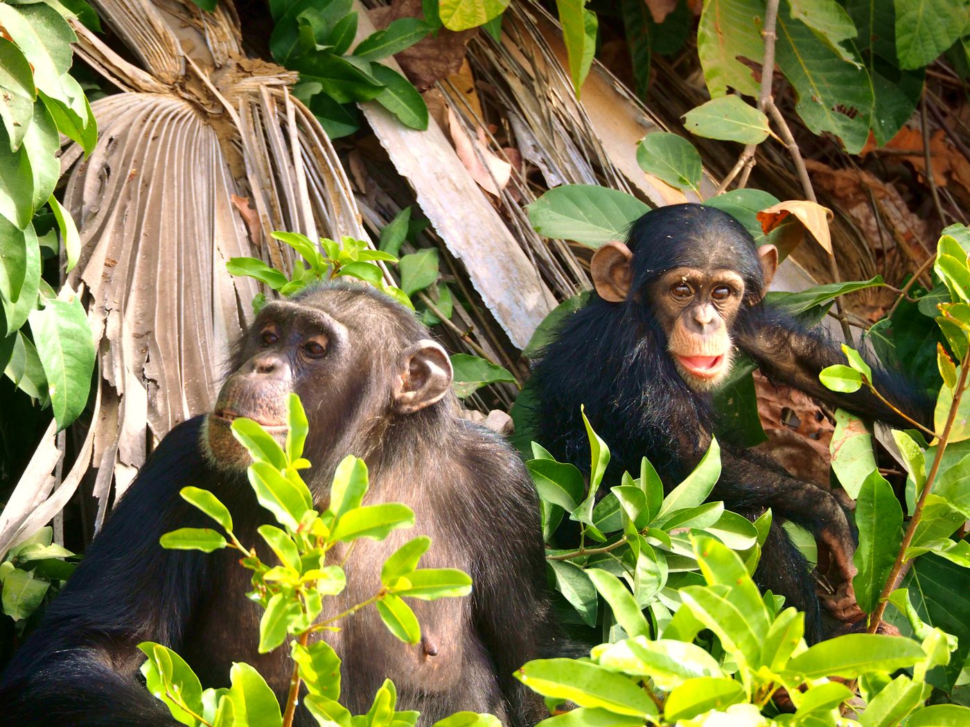 A wild chimpanzee with a juvenile amid dense green forest foliage