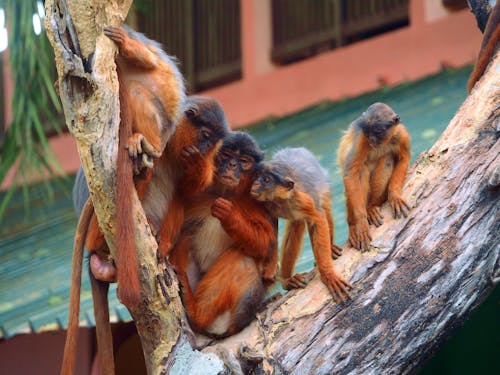 Kostnadsfria Kostnadsfri bild av apor, colobus, däggdjur Stock foto
