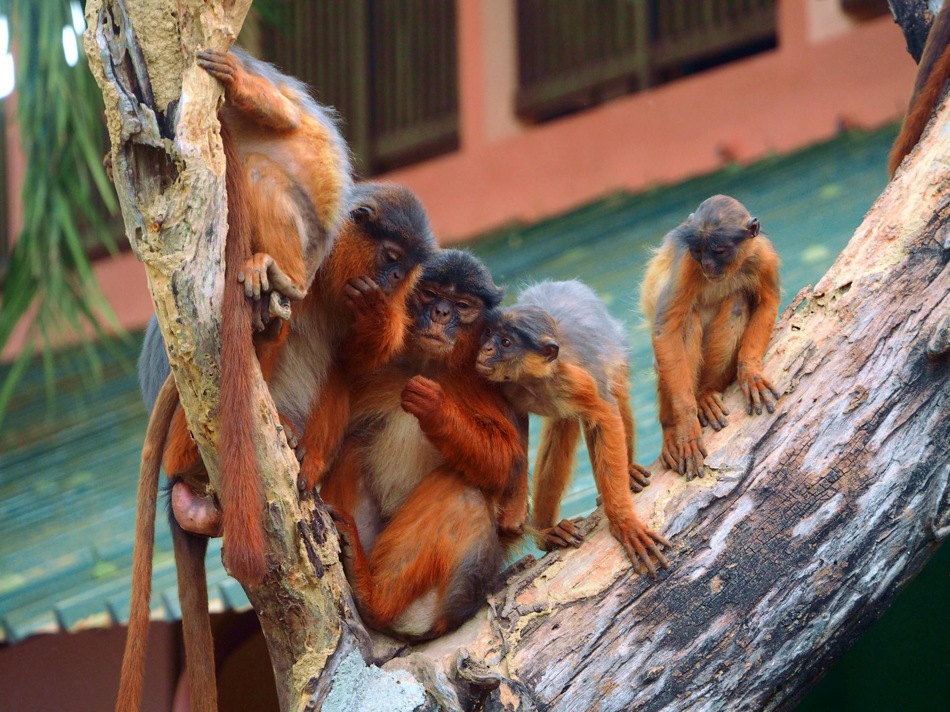 A group of red colobus monkeys interacting on a tree branch in a Gambian zoo.