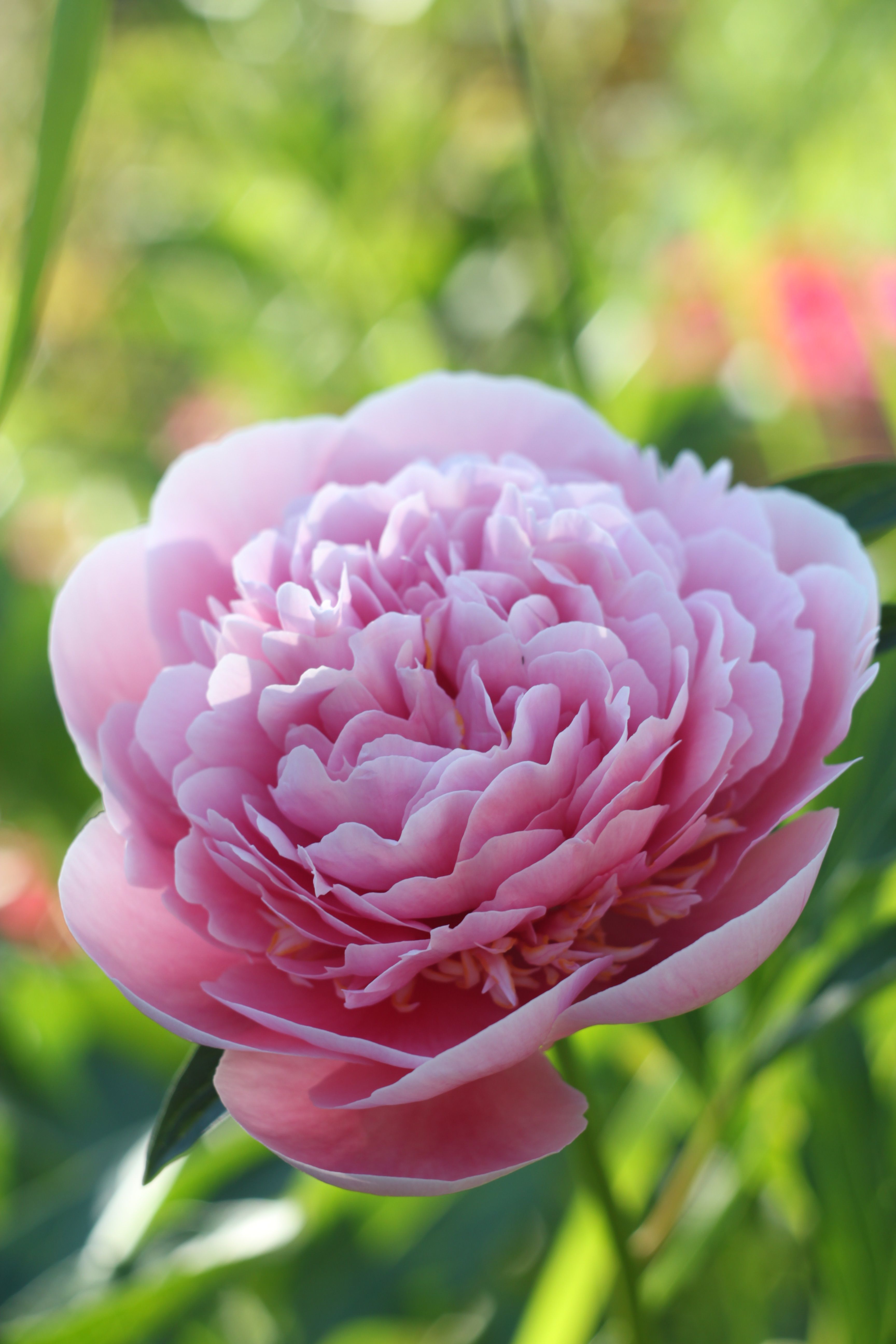 A Close-up Shot of a Pink Peony Flower · Free Stock Photo